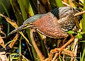 Green Heron_MEX6516